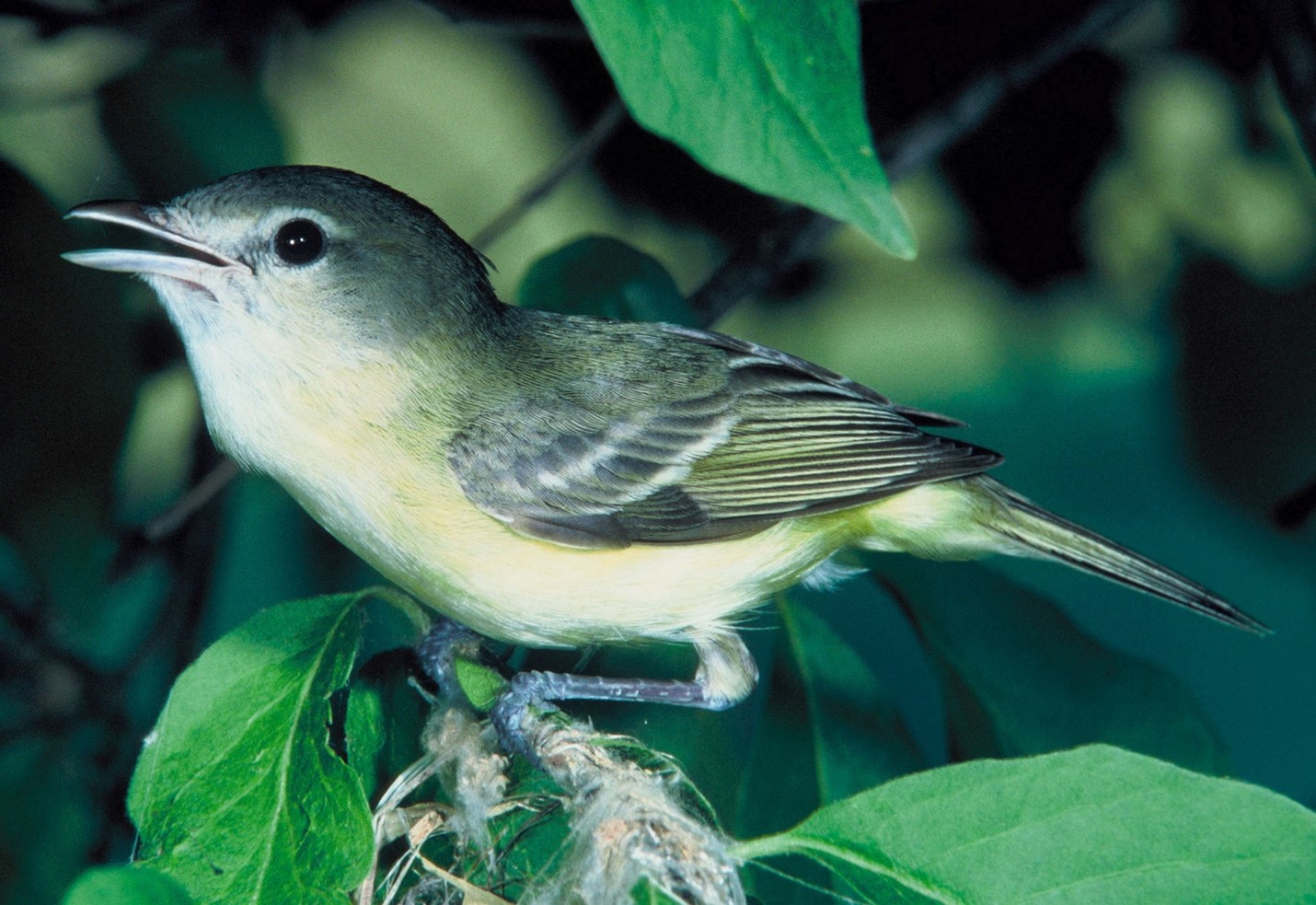 The Squeaky-Clean Call Of The Least Bell’s Vireo | Balk Biological ...